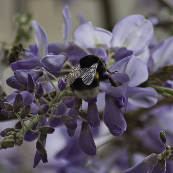 Iris violet